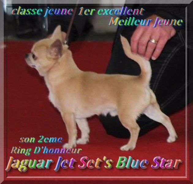 Jaguar Jet Set's Blue Star