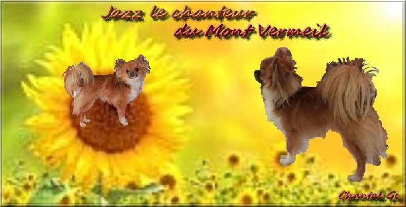 Jazz le chanteur Du mont vermeil